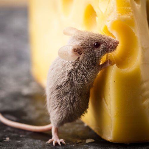 Exterminateur souris : votre allié contre les nuisibles à Toulouse